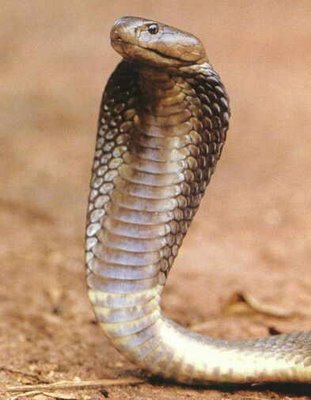Snake Shedding