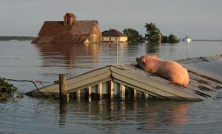 Floating Pig during Great Flood of 2008