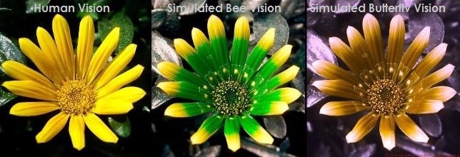 How Humans, Bees and Butterflies See A Daisy, courtesy of Photography of the Invisible World How Humans, Bees and Butterflies See A Daisy, courtesy of Photography of the Invisible World