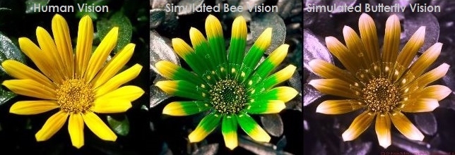 How Humans, Bees and Butterflies See A Daisy, courtesy of Photography of the Invisible World